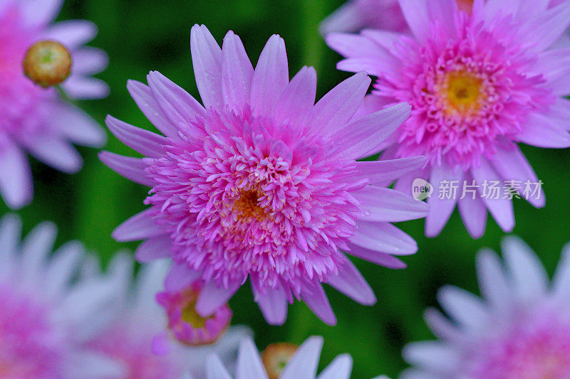 玛格丽特 / 玛格丽特雏菊 / 阿吉兰蒂姆 / 巴黎雏菊